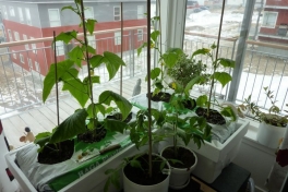 2012-04-28-1124_-_agurkeplante_chiliplante_tomatplante