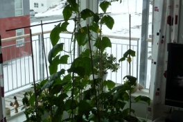 2012-05-12-1501_-_agurkeplante_chiliplante_tomatplante