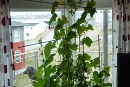 2012-05-22-1449_-_agurkeplante_chiliplante_tomatplante