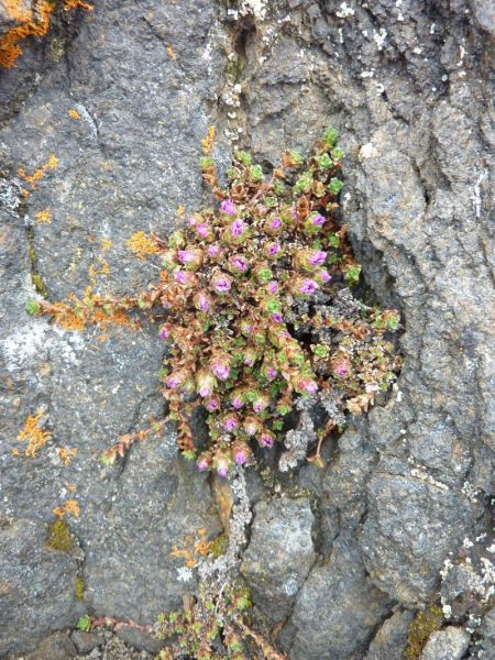 2012-05-05-1418_-_vegetation