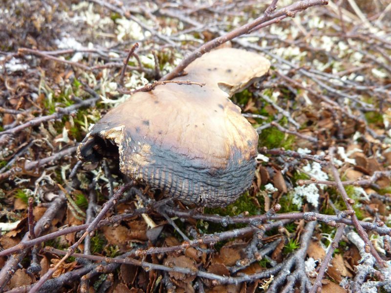 2012-05-05-1428_-_svamp_vegetation