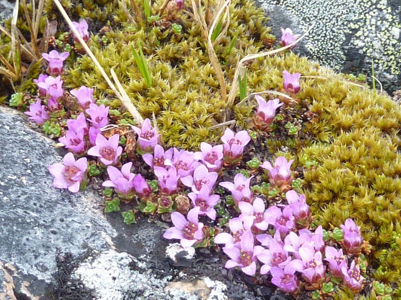 2012-05-18-1413_-_vegetation