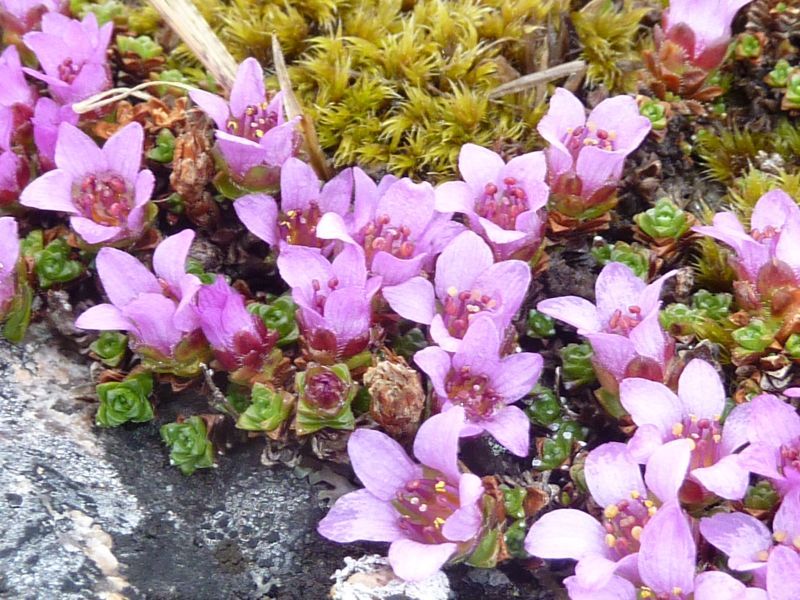 2012-05-18-1413_-_vegetation_2