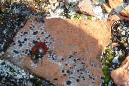 2012-06-09-1647_-_mariehoene