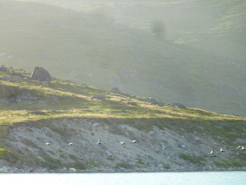 2012-07-12-2028_-_ederfugl