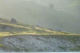 2012-07-12-2028_-_ederfugl
