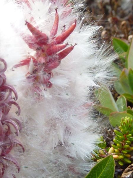 2012-07-02-1829_-_vegetation_2