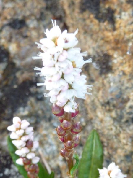 2012-07-02-1839_-_vegetation_2