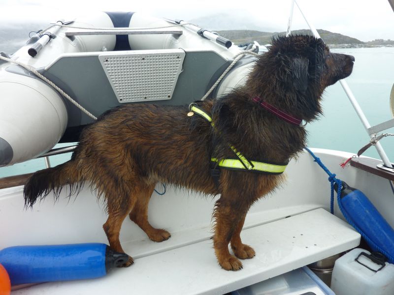 2012-07-05-1642_en_lidt_vaad_hund_djanco
