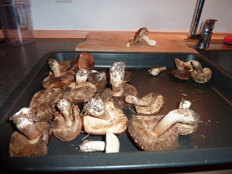 2012-07-26-2157_-_svamp