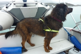 2012-07-05-1642_en_lidt_vaad_hund_djanco
