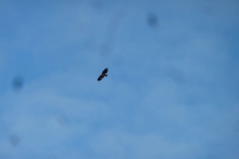 2012-08-11-1903_-_oern