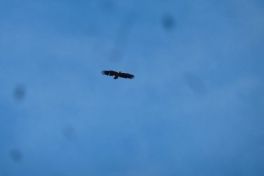 2012-08-11-1903_-_oern_2