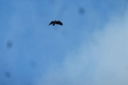 2012-08-11-1903_-_oern_3