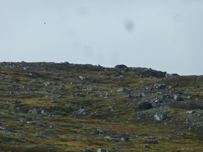 2012-08-25-1252_-_moskus_2