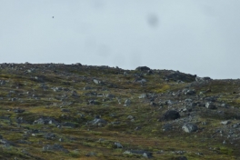 2012-08-25-1252_-_moskus_2