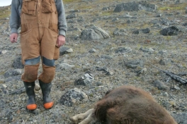 2012-08-25-1350_-_moskus_soeren_labansen_trofae