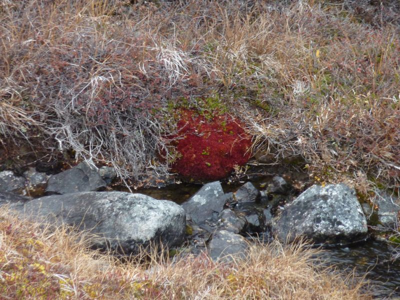 2012-09-30-1304_-_vegetation
