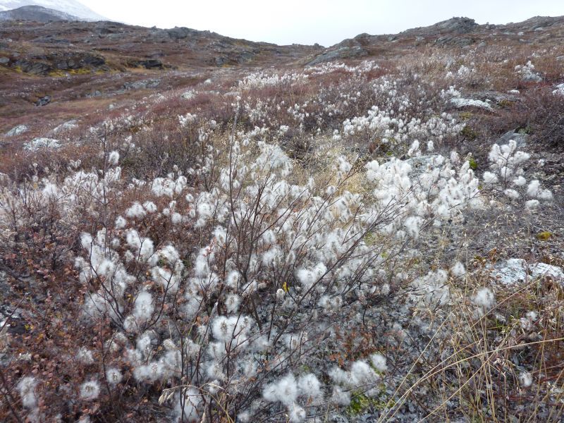 2012-09-30-1313_-_vegetation