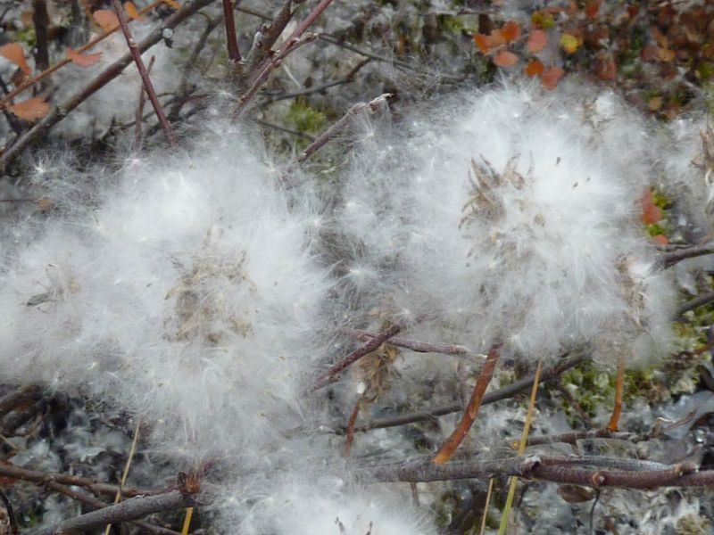 2012-09-30-1313_-_vegetation_2