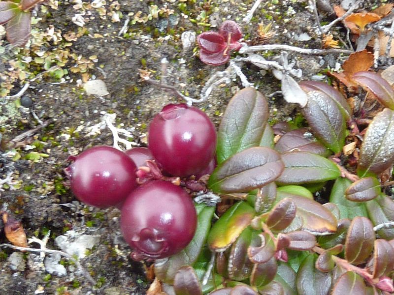 2012-09-30-1357_-_vegetation