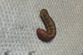 2012-09-29-0925_-_larve