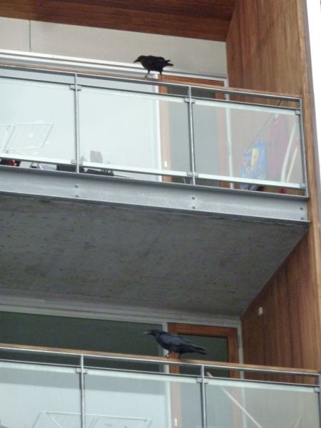 2012-10-29-1154_-_ravn
