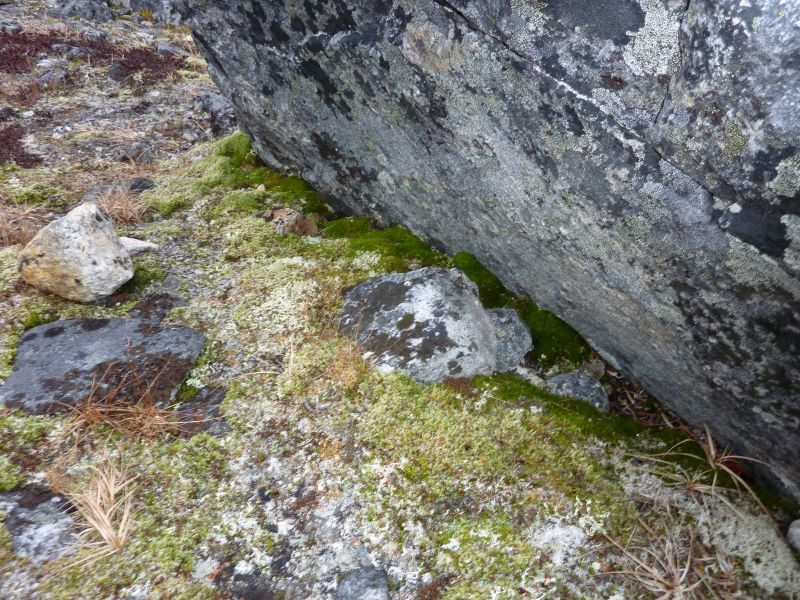 2012-11-06-1414_-_vegetation