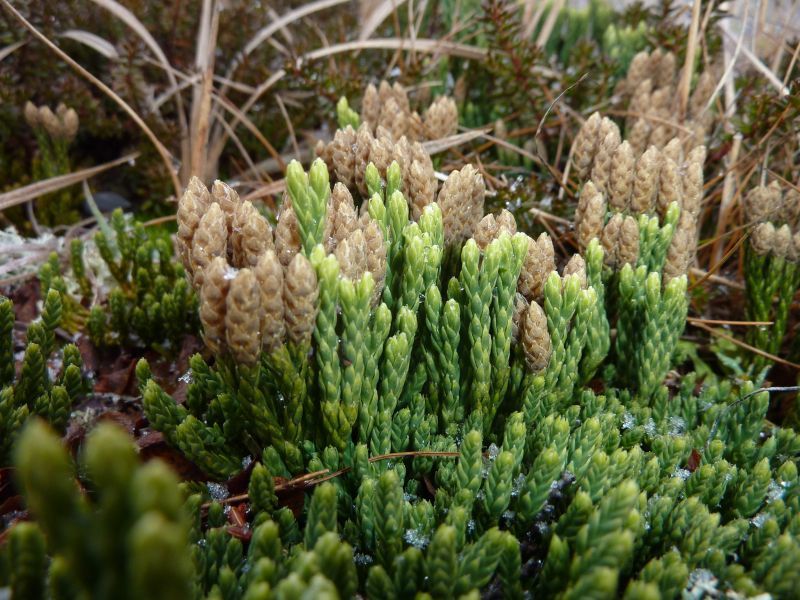 2012-11-06-1414_-_vegetation_2