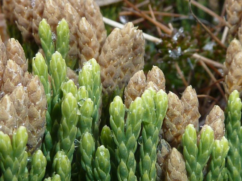 2012-11-06-1415_-_vegetation