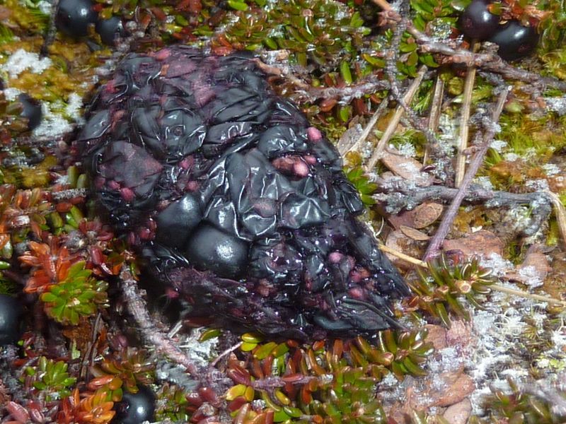 2012-11-06-1421_-_ravnelort_vegetation
