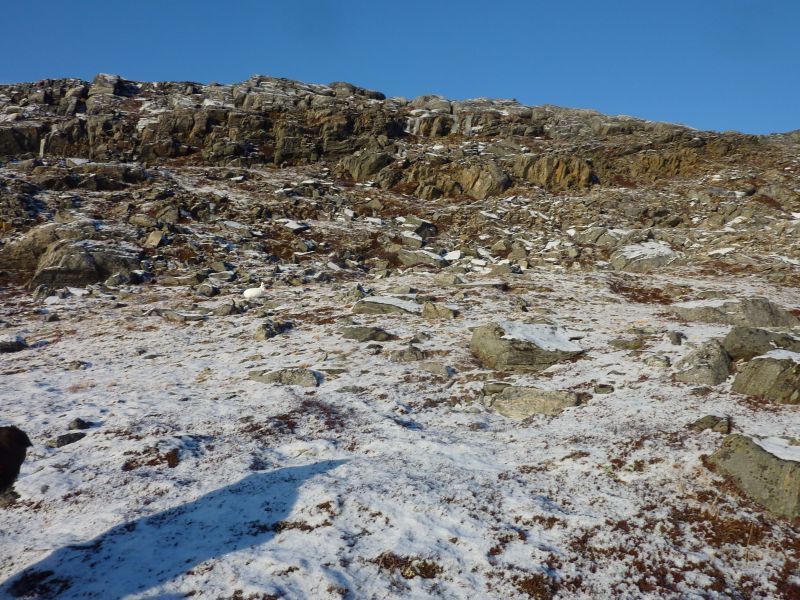 2012-11-09-1405_-_hare