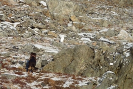 2012-11-09-1405_-_djanco_hare