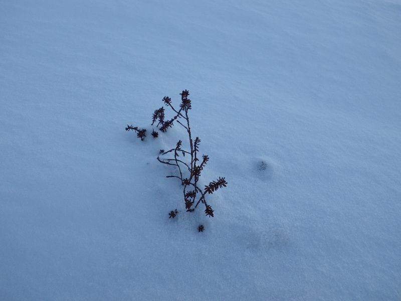 2012-12-05-1731_-_vegetation
