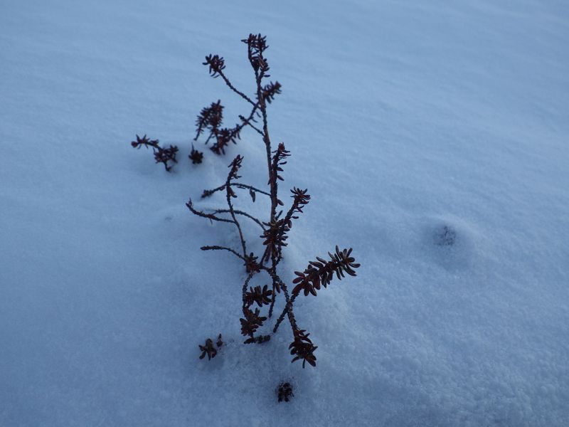 2012-12-05-1731_-_vegetation_2