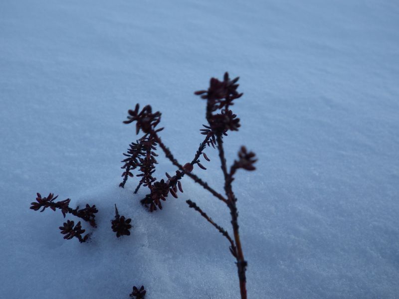 2012-12-05-1731_-_vegetation_3
