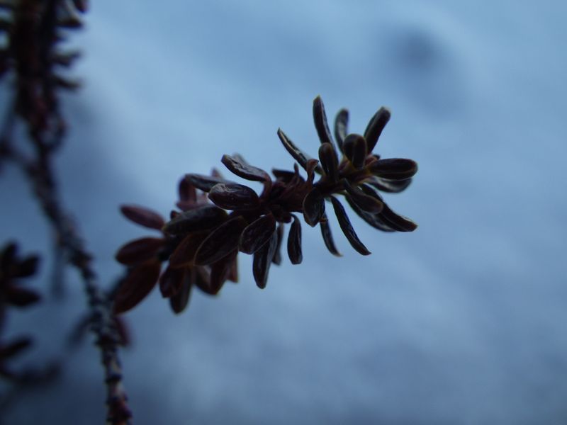 2012-12-05-1731_-_vegetation_4