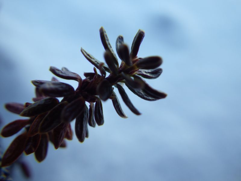 2012-12-05-1731_-_vegetation_5