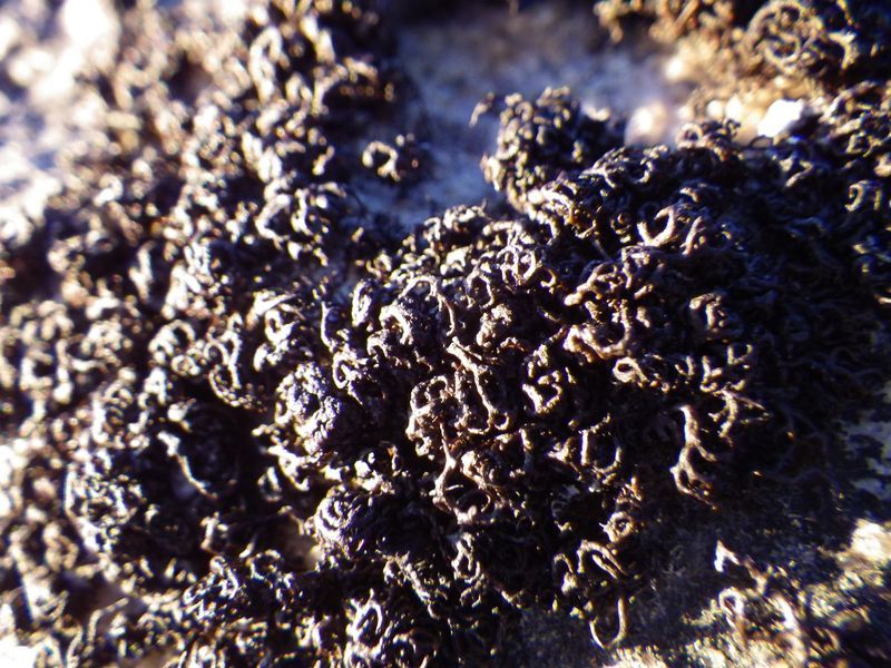 2012-12-05-1733_-_vegetation