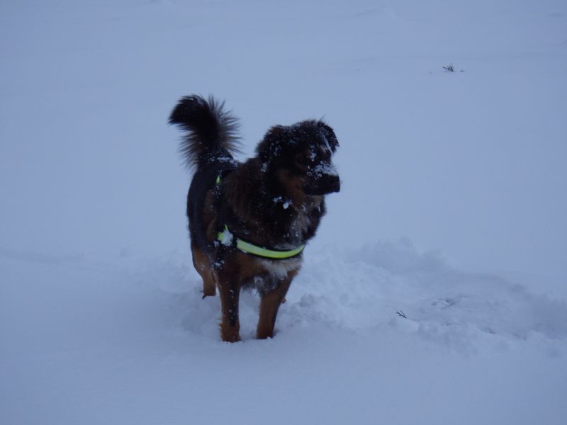 2012-12-12-1627_-_djanco