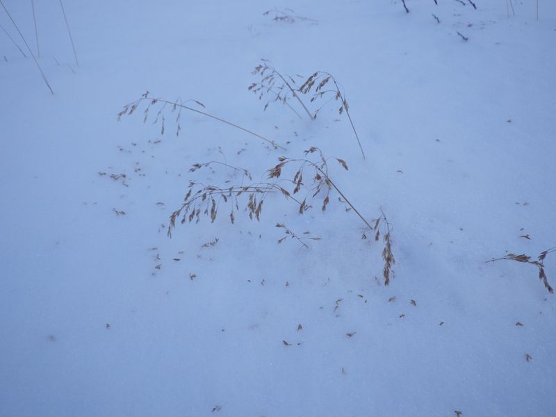 2012-12-13-1713_-_vegetation
