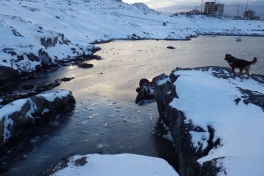 2012-12-06-1659_-_djanco