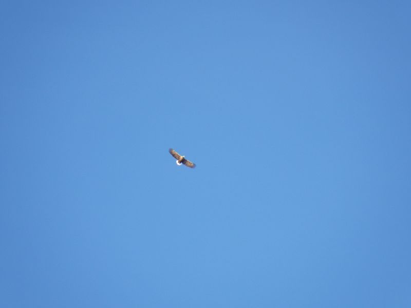 2013-01-27-1714_-_havoern