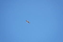 2013-01-27-1714_-_havoern