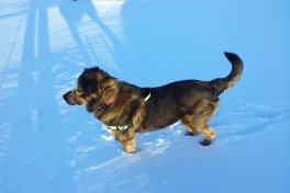 2013-02-15-1400_-_djanco_2