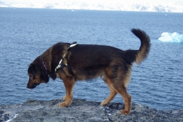 2013-02-20-1636_-_djanco_6