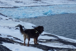 2013-02-20-1637_-_djanco_2