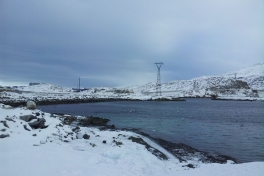 2013-02-21-1237_-_ederfugl_elmast_maage