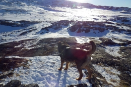 2013-02-25-1926_-_djanco
