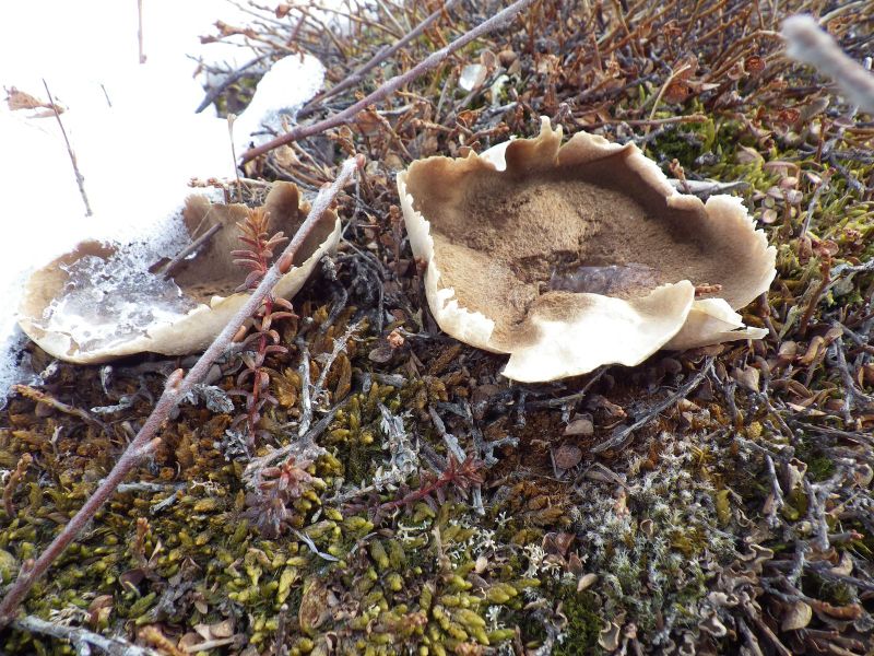 2013-04-21-1508_-_stoevbold_vegetation